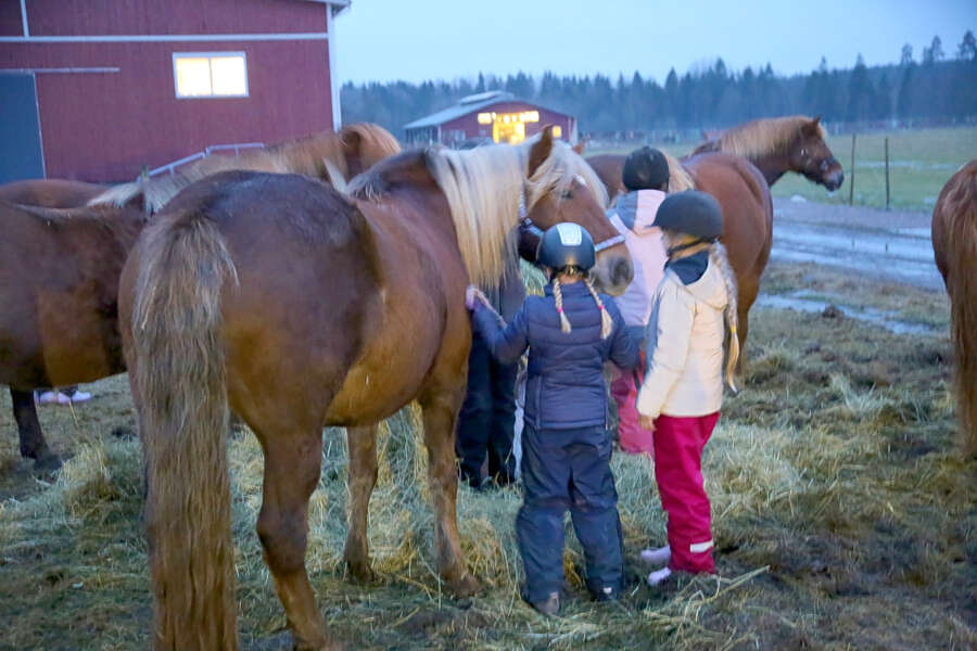 Heppakerho aloitetaan noutamalla pihatosta kaksi hevosta, joiden kanssa tytöt voivat harjoitella hevosten hoitoa ja -käsittelyä.