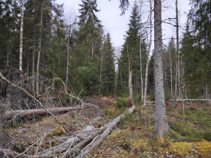 Suojeltava Sarven tilan metsäkuvio numero 469 on Annanniittu-nimisen paikan vieressä, lähellä Ollilantietä ja Kyrön taajamaa.